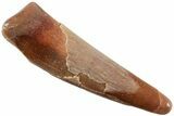 Fossil Pterosaur (Siroccopteryx) Tooth - Morocco #234966-1
